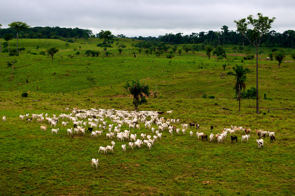 Quelle: Kate Evans/CIFOR